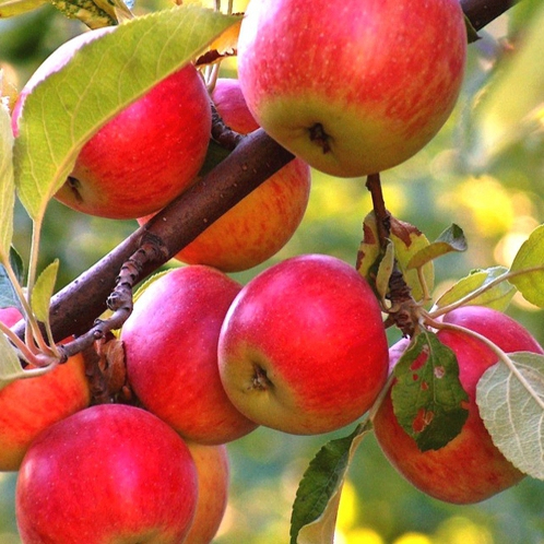 Jabloň ´Rubinola´ zimná, podpn. M9, voľnok.