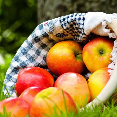 Jabloň "Ontário" zimná, podpn. MM106, voľnok.