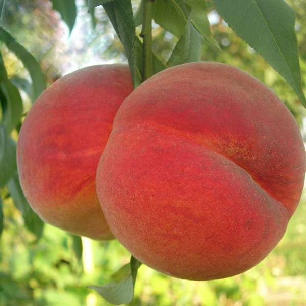 Broskyňa ´Redhaven´skorá, podp. ISHTARA, voľnok.