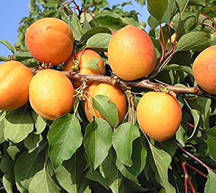 Marhuľa ´Compacta´poloskorá, podp. Myrobalán, voľnok.