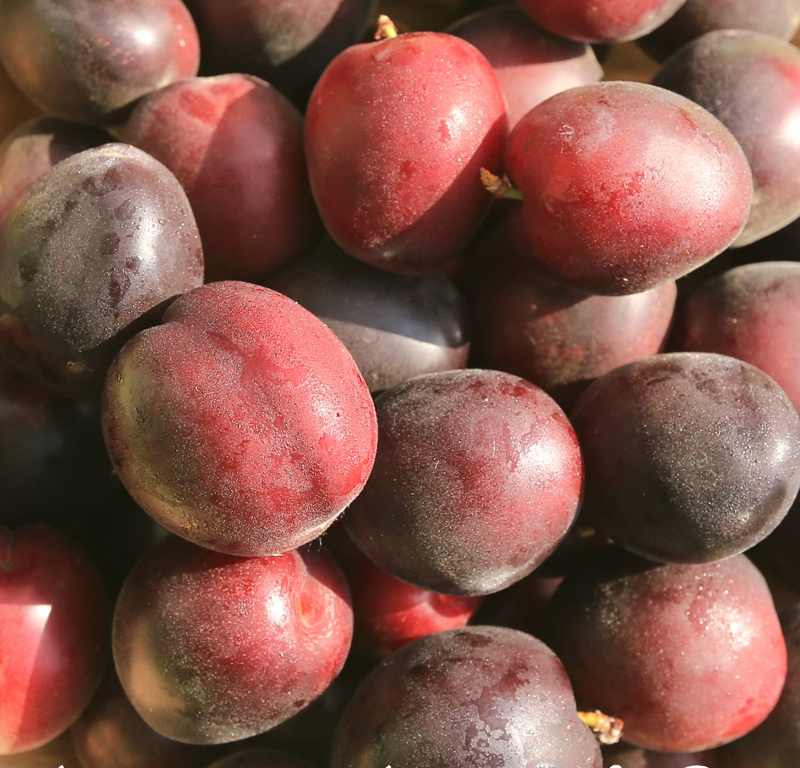 Marhuľo-slivka ´Columnare´, podp. Myrobalán, kont. 5l