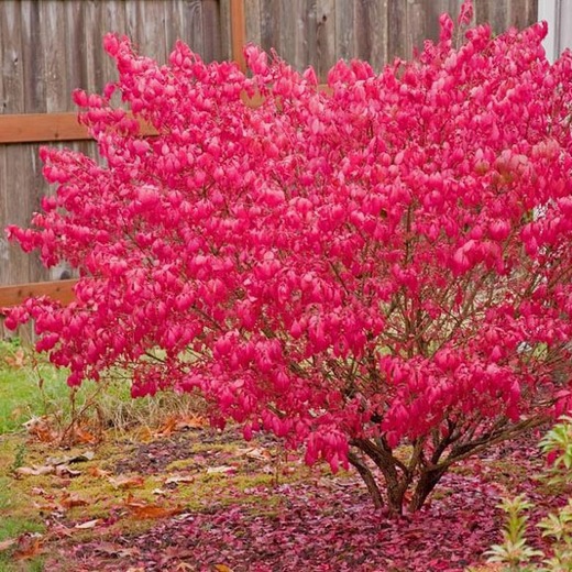 Bršlen krídlatý 40 - 50cm