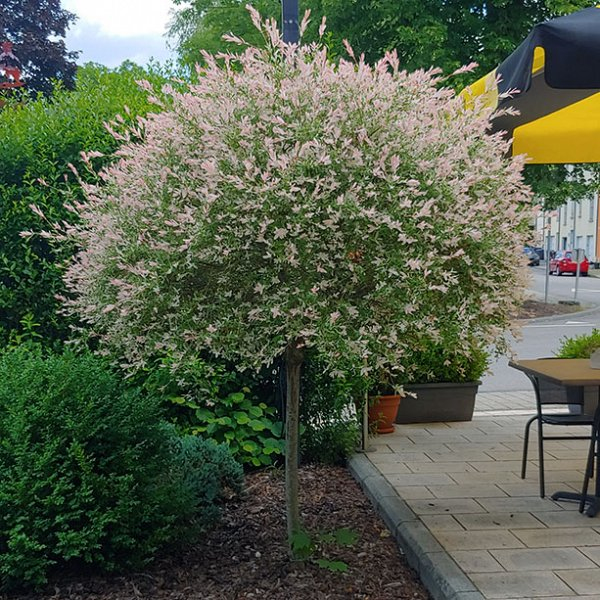 Vŕba japonská ’Hakuro-Nishiki’ na kmienku 150cm