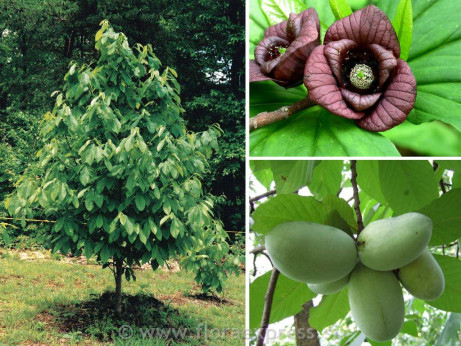 Asimina trojlaločná ´Prima 1216´ - Banán Severu