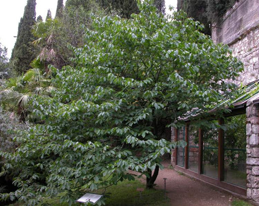 Asimina trojlaločná ´Prima 1216´ - Banán Severu