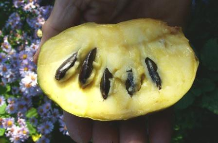 Asimina trojlaločná ´Mary Foos Johnson´ - Banán Severu