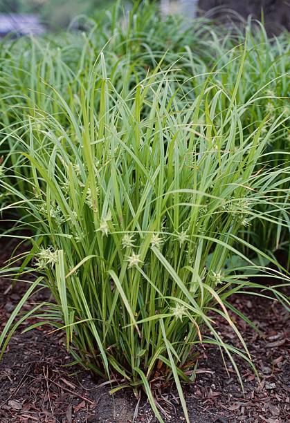 Ostrica "Gray´s sedge"