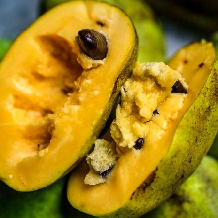 Asimina trojlaločná ´Overleese´ - Banán Severu