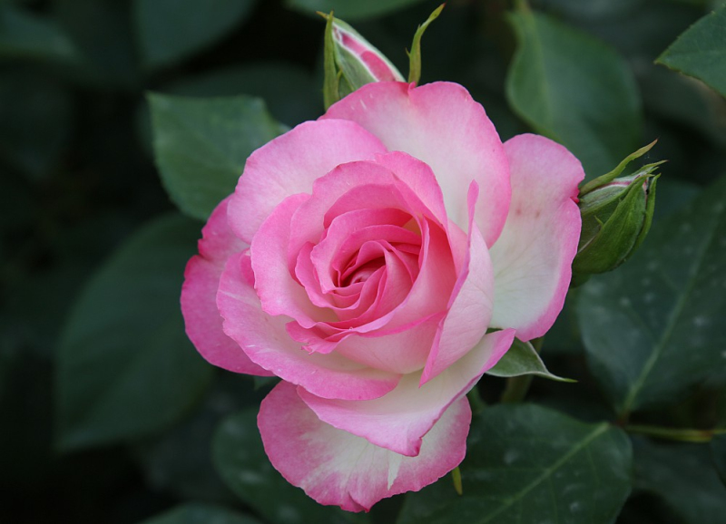 Ruža stromčeková ´Bordure Rose´