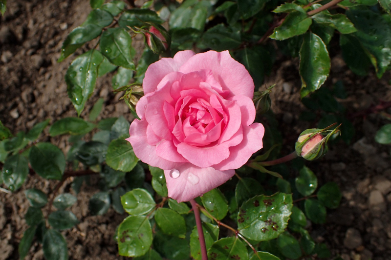 Ruža stromčeková ´Bordure Rose´