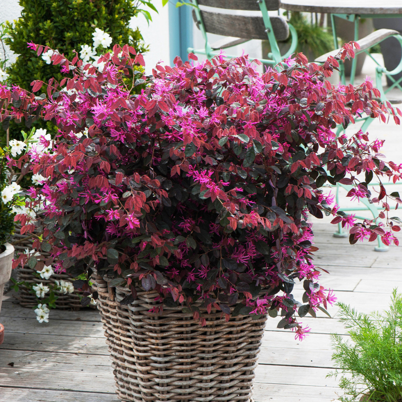 Loropetalum čínske ´Fire Dance´