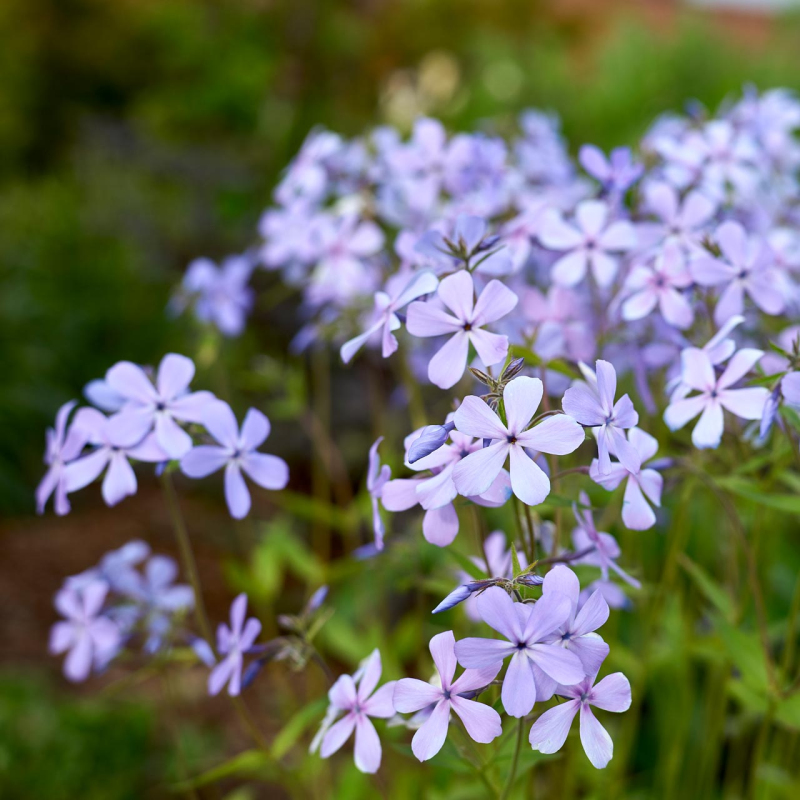 Flox rozložitý ´Clouds of Perfume´