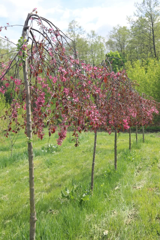 Jabloň okrasná ´Royal Beauty´ previslá