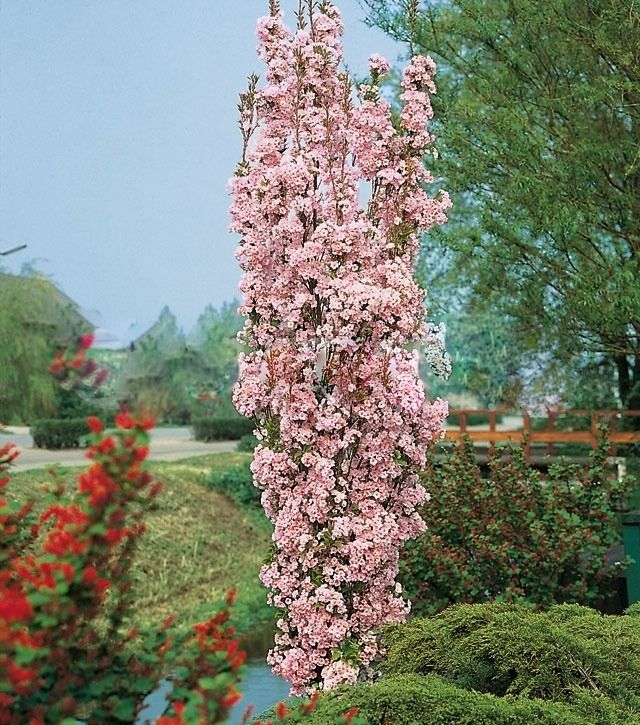 Čerešňa okrasná ´Amanogawa´ (Sakura)