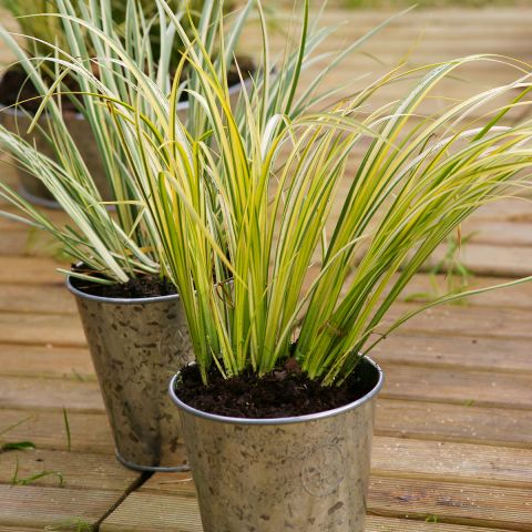 Puškvorec trávolistý ´Ogon´