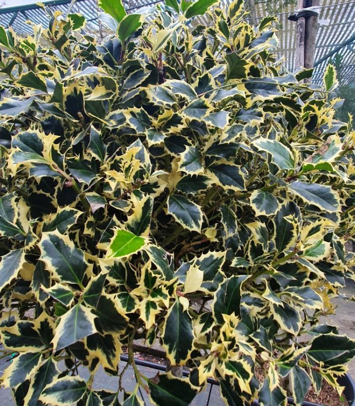 Cezmína ostrolistá ´Variegatum Ball ´