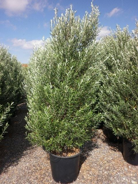 Olivovník európsky ´Cipressino´ 190 - 200cm