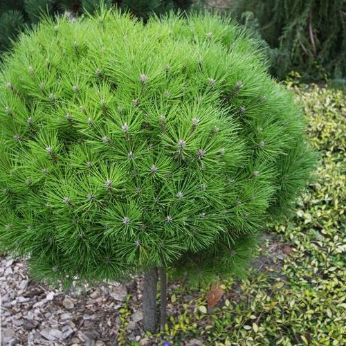 Borovica čierna ’ Brepo´ na kmienku 70cm