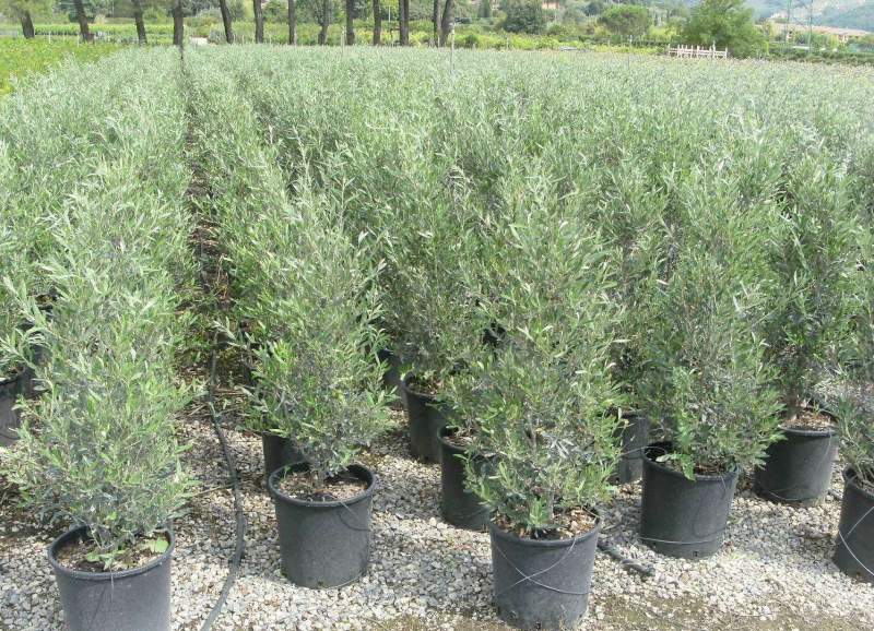 Olivovník európsky ´Cipressino´ 80 - 100cm