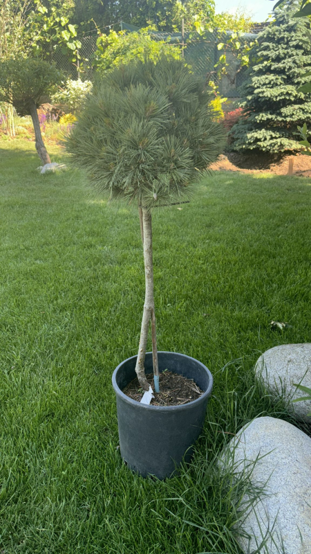 Borovica hladká ´Butter Cup´ na kmienku