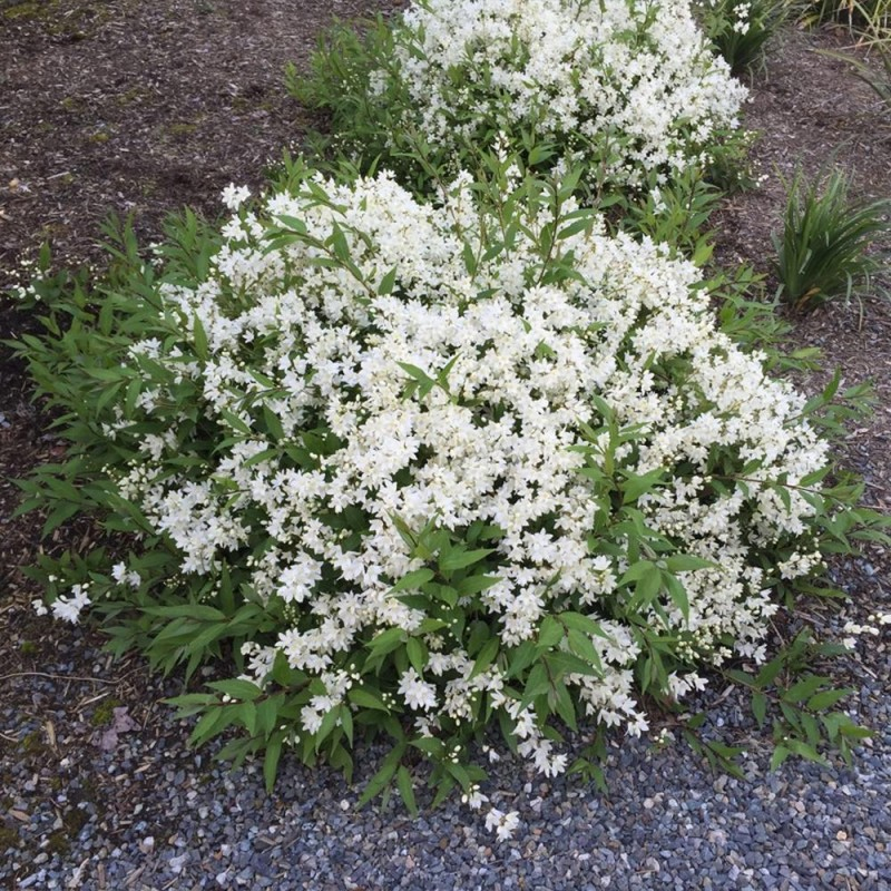 Trojpuk nežný ´Nikko´