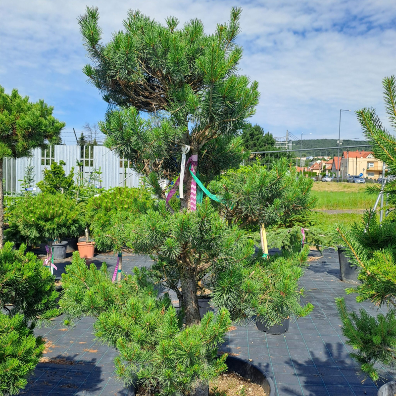 Borovica lesná  ´Bonsaj´ 120/140cm