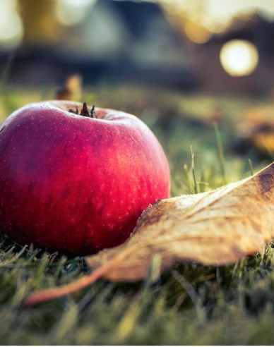 Jabloň ´Florina´ zimná, podp. MM106, kont. 5l