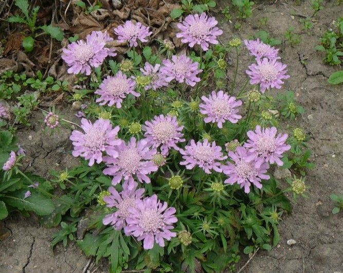 Hlaváč japonský ´Pink Diamonds´