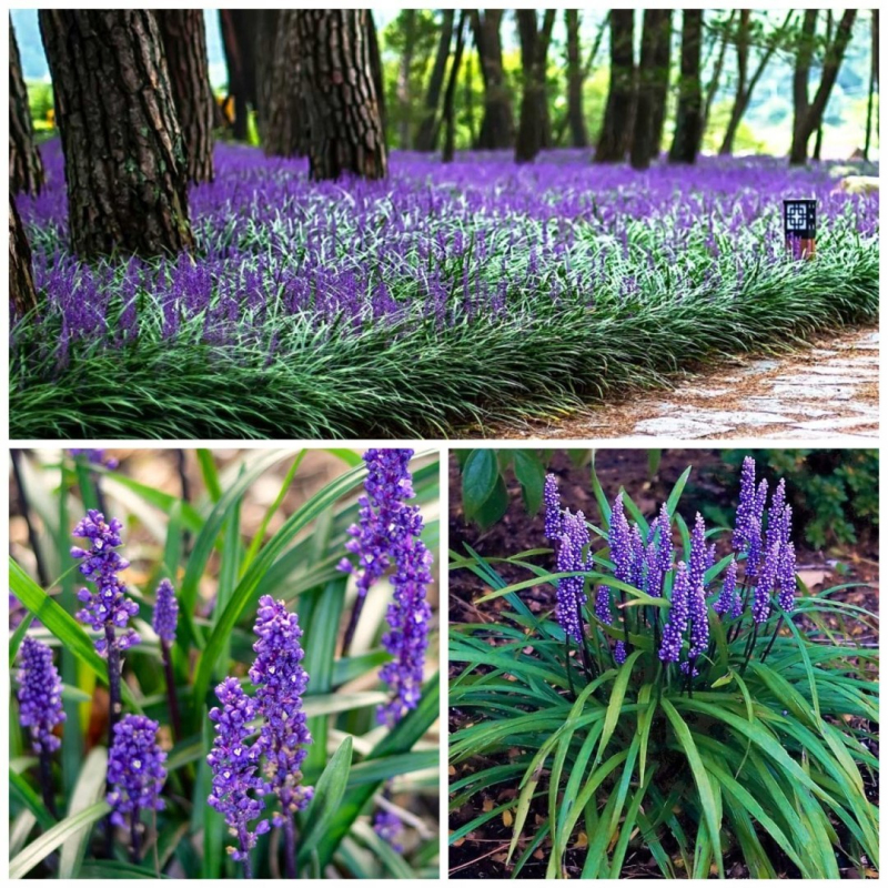 Liriopa modrincová ´Purple Passion´