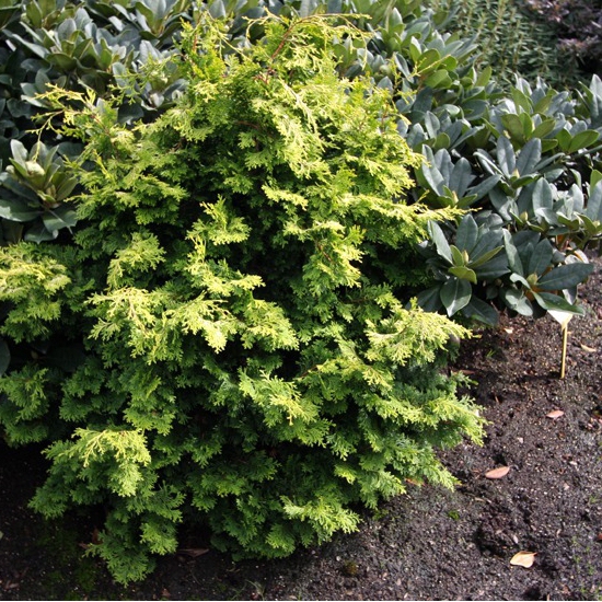 Cypruštek tupolistý ’Bronze Pygmy’