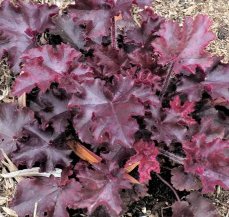 Heuchera ’Melting Fire’