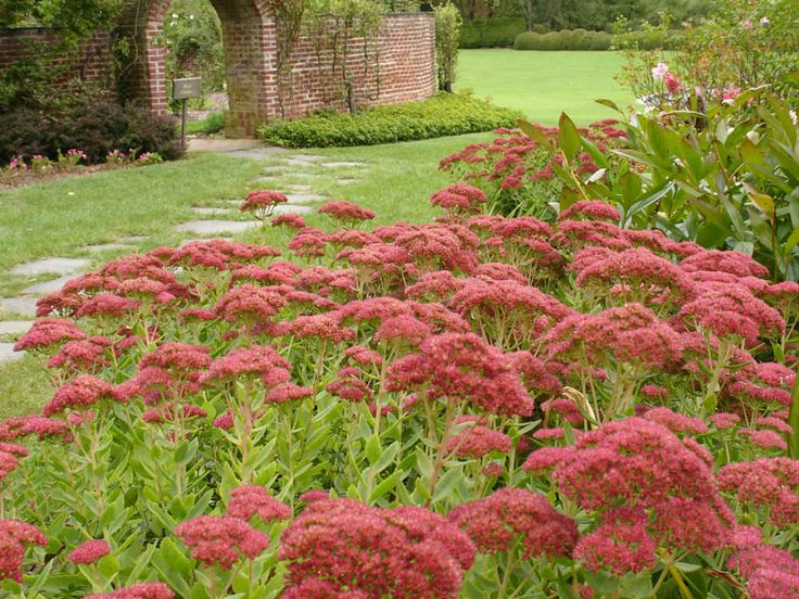 Rozchodník nádherný  ’Herbstfreude’