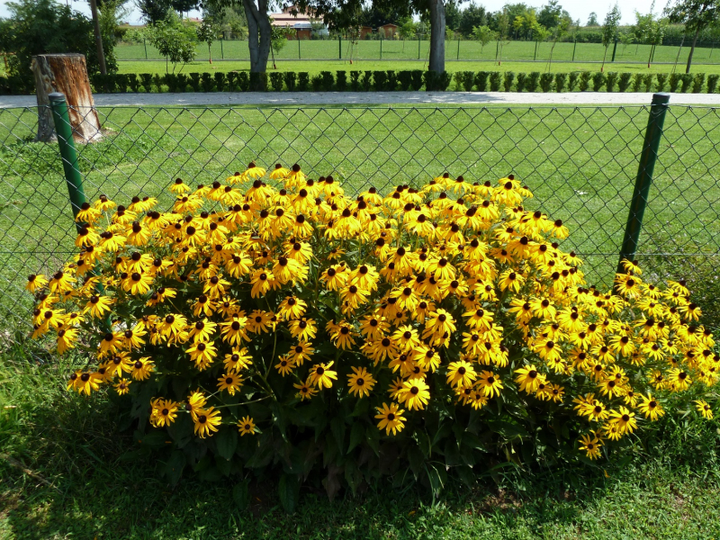 Rudbekia ´Goldsturm´ 9x9