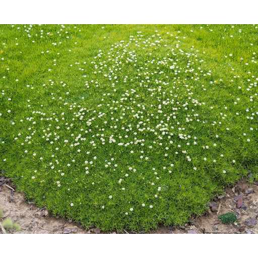 Machovička šidlovitá ´Supreme´