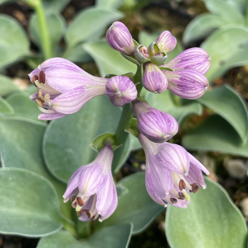 Hosta "Blue Mouse Ears"