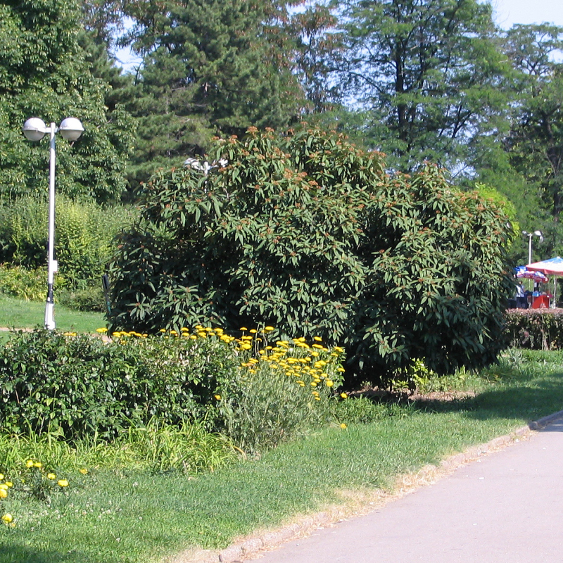 Kalina vrásčitolistá 3l