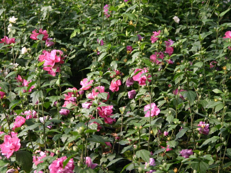 Ibištek sýrsky ´Duc De Brabant´