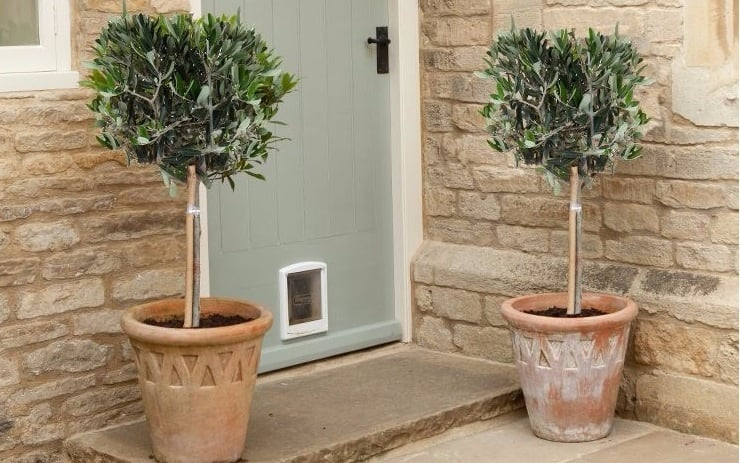 Olivovník európsky