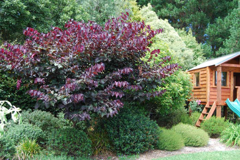 Judášovec kanadský ‘Forest Pansy’