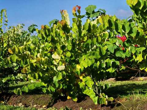 Judášovec kanadský ‘Rising Sun’ 80cm