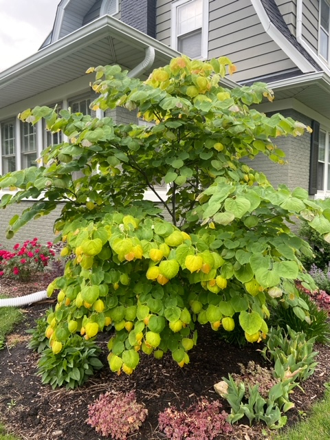 Judášovec kanadský ‘Rising Sun’ 80cm