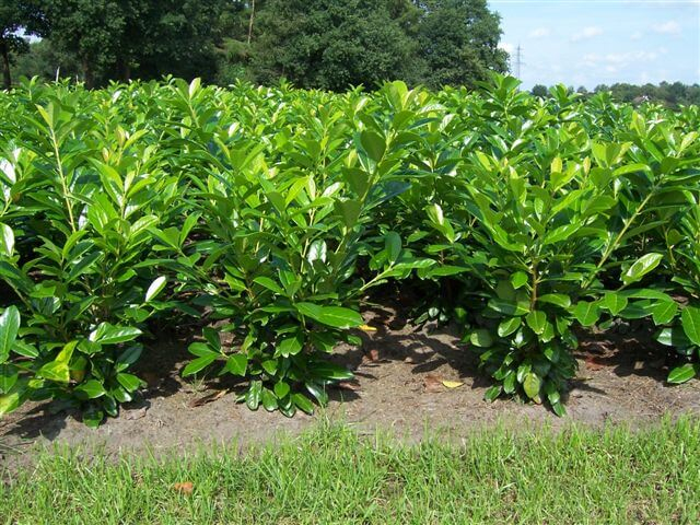 Vavrínovec lekársky ´Novita´ 5L