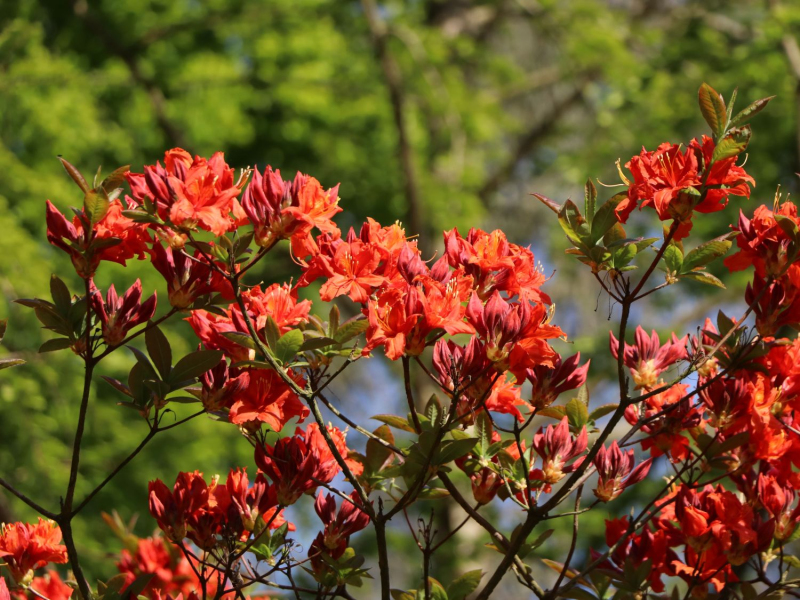 Azalka veľkokvetá ´Parkfeuer´