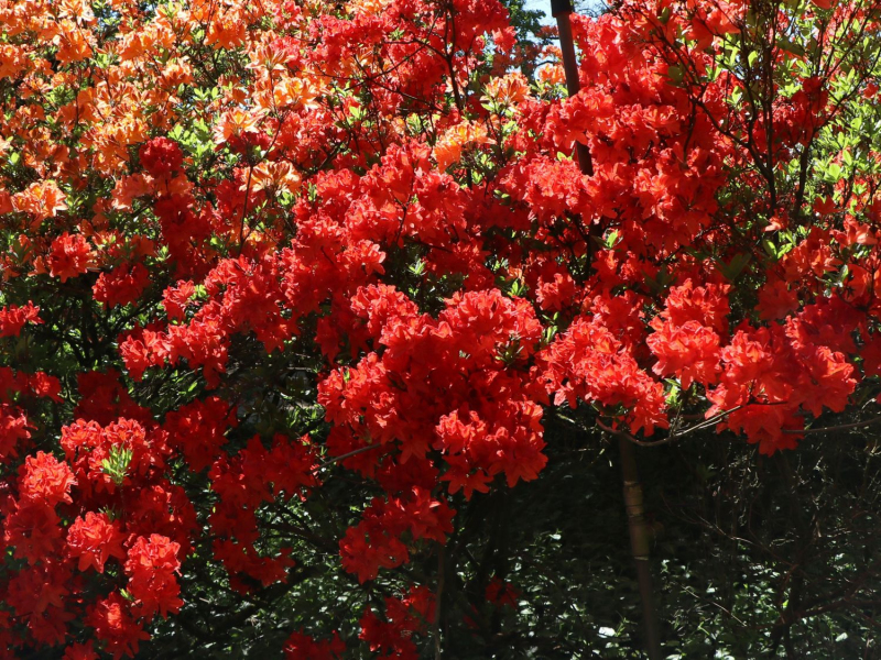 Azalka veľkokvetá ´Feuerwerk´