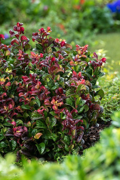 Leukote axillaris ´Curly Red´