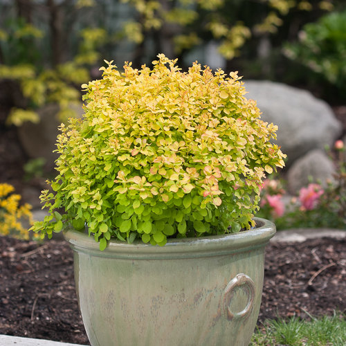 Dráč Thunbergov "Tiny Gold"