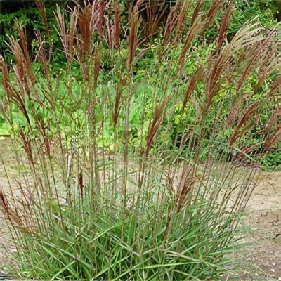 Ozdobnica čínska ´Serengeti´