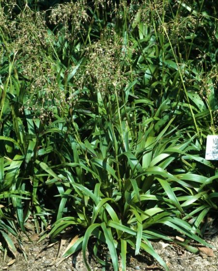 Chlpaňa lesná ´Starmaker´