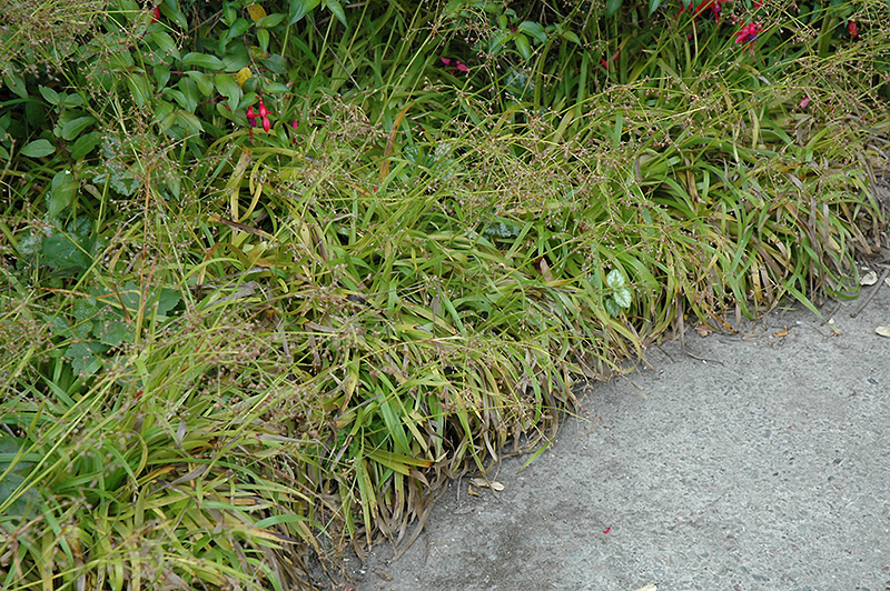 Chlpaňa lesná ´Starmaker´