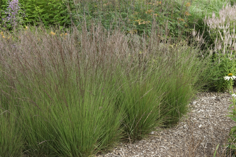 Bezkolenec "Edith Dudszus"